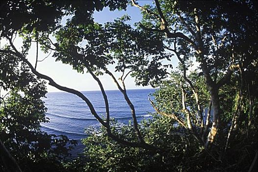 树,海洋,加勒比海