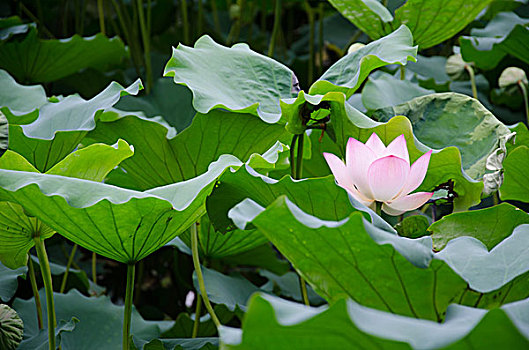 东方概念