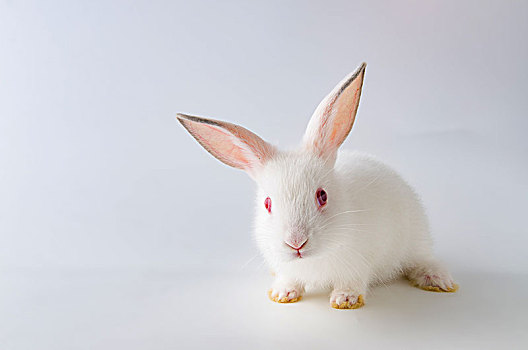 白色,兔子,复活节,动物,概念
