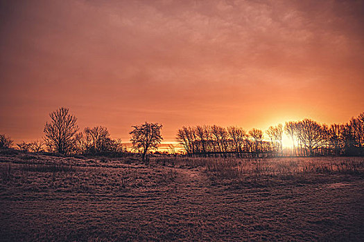 漂亮,日出,乡村,风景,早晨,树,剪影,地点,霜,冬天