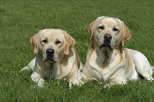 两个,黄色拉布拉多犬,狗,躺着,草地