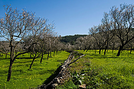 杏仁,树,盛开,山谷,伊比萨岛,西班牙,欧洲