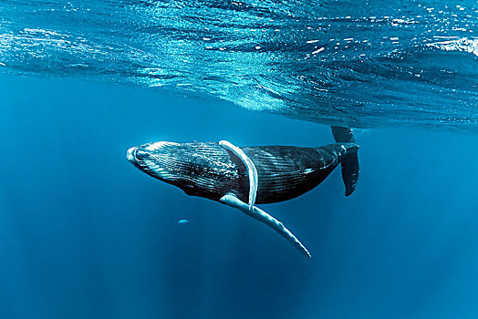 驼背鲸,大翅鲸属,鲸鱼,玩耍,挨着,海面,太平洋,卢卢图,法属玻利尼西亚,大洋洲