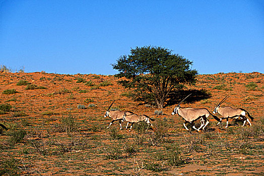 南非,卡拉哈迪大羚羊国家公园,南非大羚羊,牧群,羚羊,红色,沙丘,卡拉哈里沙漠