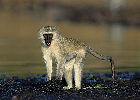 长尾黑颚猴,南非,非洲