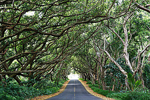 树,隧道,公路,红色,夏威夷大岛,夏威夷,美国