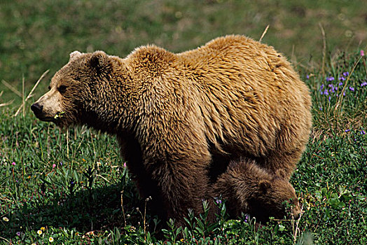 美国,阿拉斯加,德纳里峰国家公园,大灰熊,母熊,幼兽