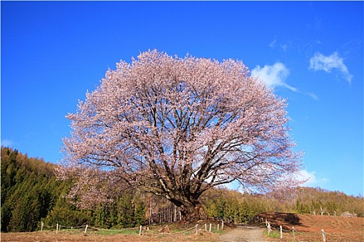 樱桃树,蓝天