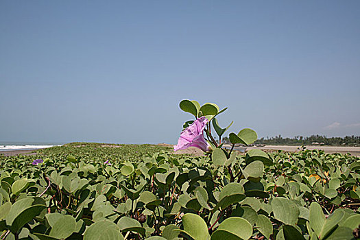 野花,沙阿,岛屿,市场,孟加拉,2008年