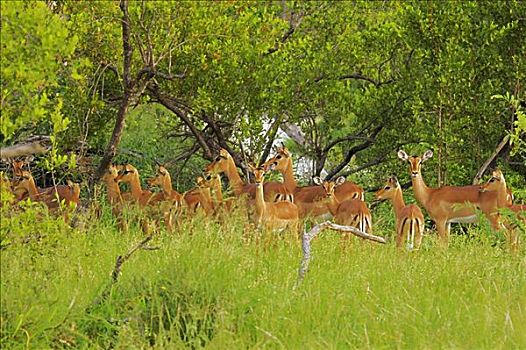 牧群,黑斑羚,树林,禁猎区,南非