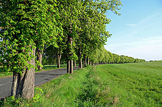 栗子树,道路,乌瑟多姆岛,梅克伦堡州,德国