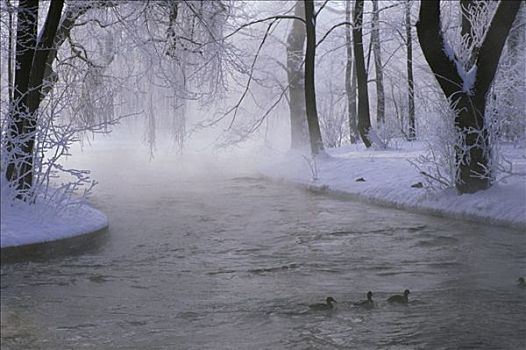 三个,鸭子,河,雪中,遮盖,公园,木头,晨光,英式花园,冬天,慕尼黑,巴伐利亚,德国