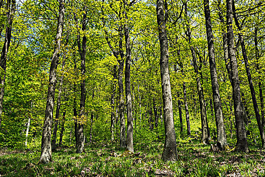 橡树,栎属,树林,春天,巴登符腾堡,德国,欧洲