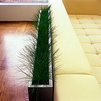 草,植物,容器,乳白色,软垫,座椅,现代,房间