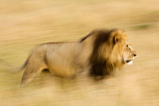 肯尼亚,马赛马拉,动感,走,雄性,狮子