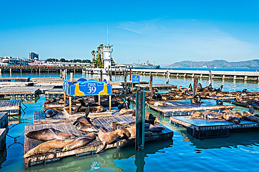 加利福尼亚,海狮,码头,旧金山,美国,北美