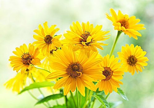 花束,黄色,雏菊,花,绿色背景