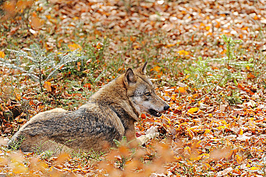 欧亚混血,狼,躺下,巴伐利亚森林国家公园,巴伐利亚,德国