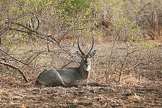 水羚,坐,地上,南卢安瓜国家公园,赞比亚,非洲
