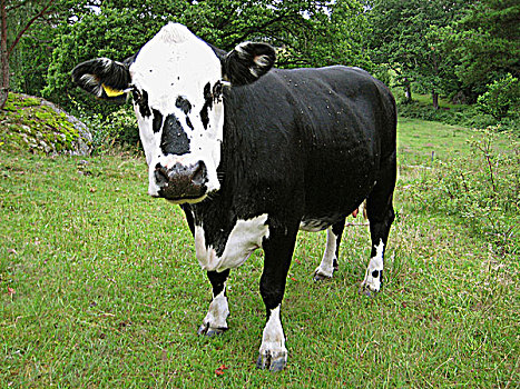 黑色,母牛,肖像