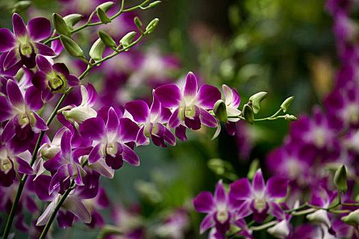 紫色蝴蝶兰2