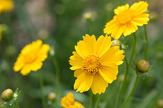 金鸡菊