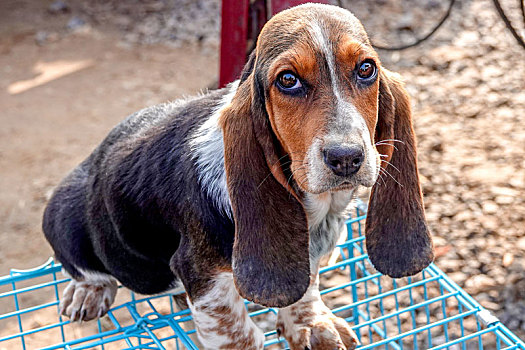 宠物犬,巴吉度猎犬