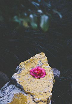 落在石头上的花儿