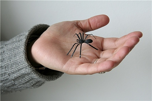 蜘蛛,手