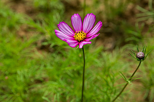 花卉鲜花