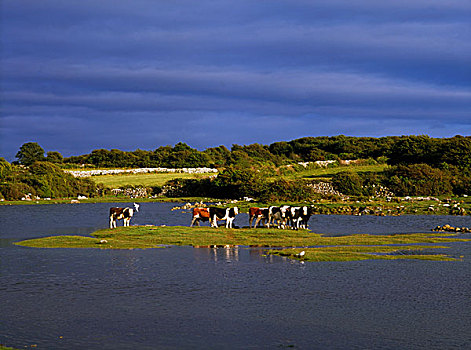 奶牛,克雷尔县,爱尔兰