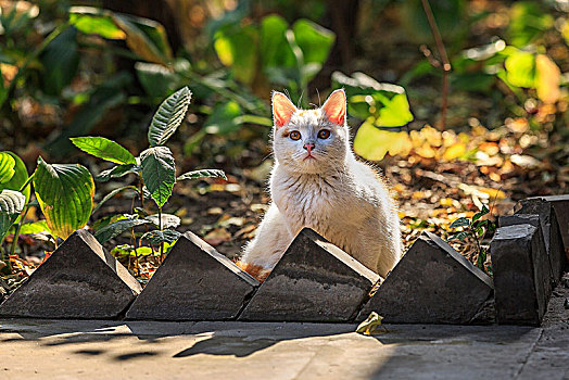 寺院里的猫