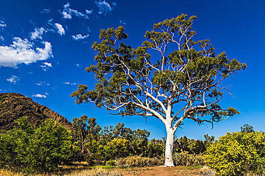 灵异,橡胶树,峡谷,自然公园,东方,山脉,北领地州,澳大利亚