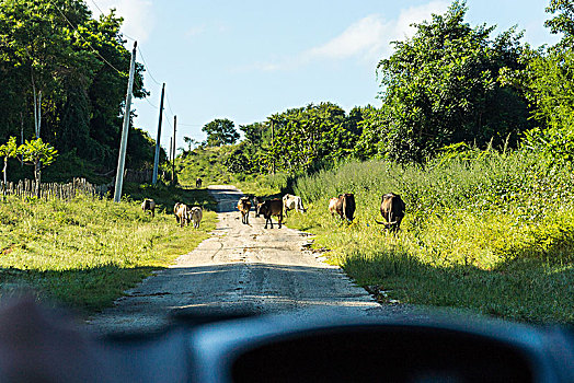 古巴,公路,牧群,水牛