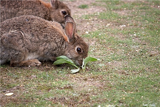 两个,野生,兔子,吃