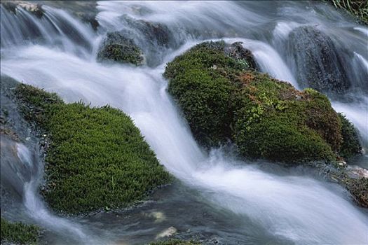 苔藓密布,石头,河流,北方,奥地利,欧洲