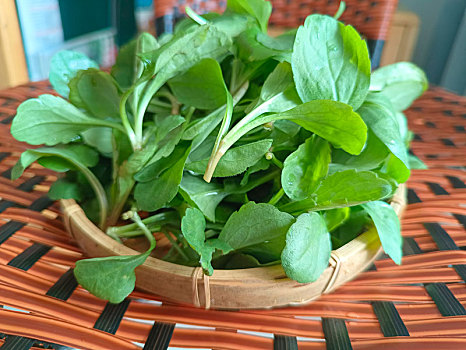 马兰头,野菜