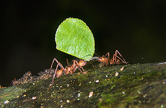 蚂蚁,叶子,国家级保护区,河,亚马逊河,区域,秘鲁,南美