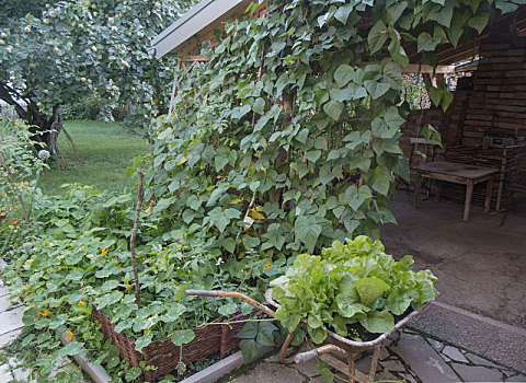 隐秘,蔓生菜豆,格架,花园棚屋