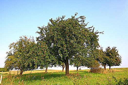 草地,散开,果树,苹果树,梨树