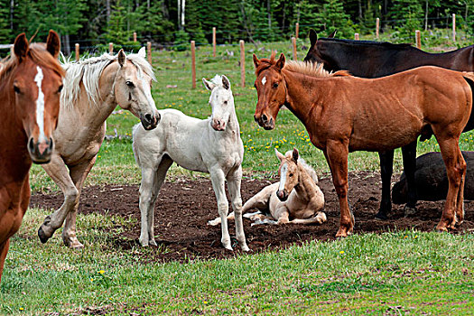 马,小马,牧场,北方,艾伯塔省,加拿大
