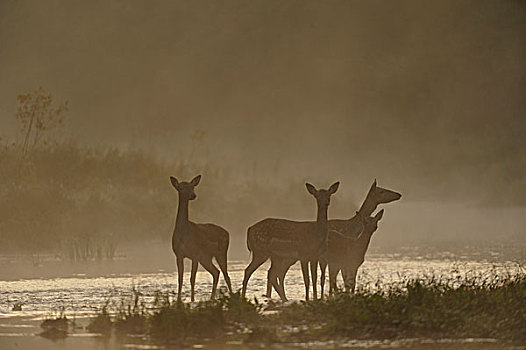 扁角鹿,黇鹿,清晨,多瑙河,湿地,国家公园,下奥地利州,奥地利,欧洲