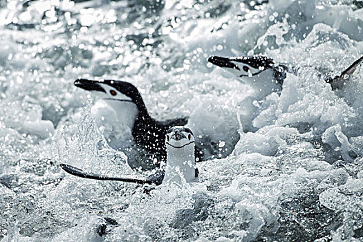 南极,南设得兰群岛,帽带企鹅,阿德利企鹅属,游泳,海浪,欺骗岛