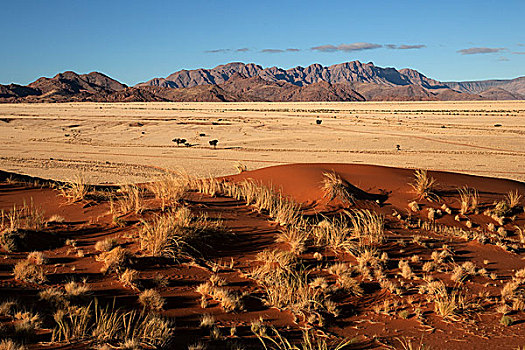 沙丘,草地,骆驼,刺,树,塞斯瑞姆,露营,纳米布沙漠,纳米比沙漠,公园,纳米比亚,非洲
