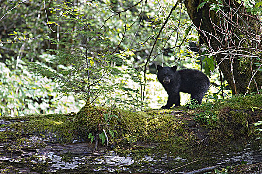 黑熊,美洲黑熊,幼兽,原木上,大熊雨林,不列颠哥伦比亚省,加拿大