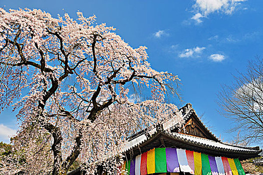 樱花,树,靠近,庙宇,日本