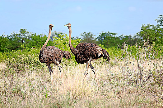 两个,南非,鸵鸟,鸵鸟属,骆驼,成年,女性,跑,克鲁格国家公园,非洲