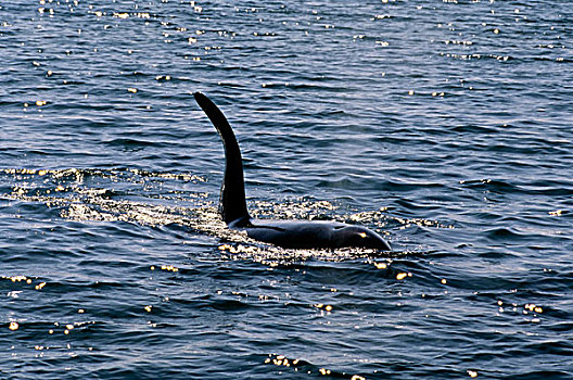 美国,阿拉斯加,靠近,奇奈峡湾国家公园,逆戟鲸