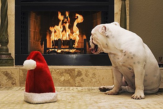 英国斗牛犬,坐,靠近,圣诞帽,看,壁炉