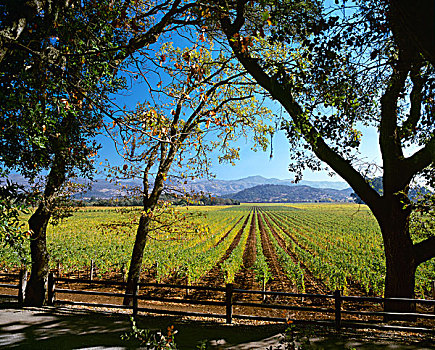 农业,酿酒葡萄,葡萄园,丰收,展示,秋色,远处,那帕山谷,加利福尼亚,美国